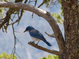 Mexican jay