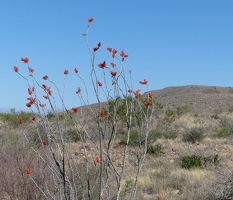 Ocotillo