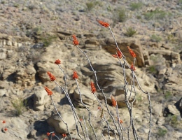 Ocotillo