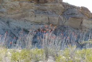 Ocotillo