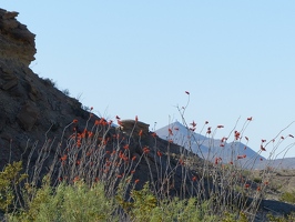 Ocotillo