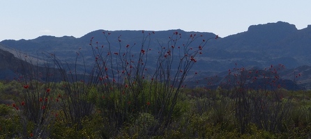 Ocotillo