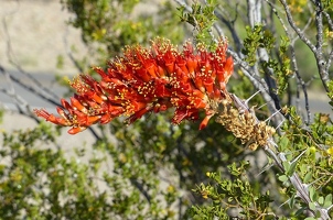 Ocotillo