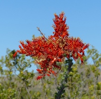 Ocotillo