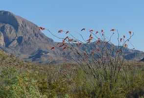 Ocotillo