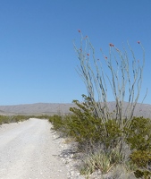 Ocotillo