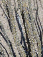 Ocotillo bark