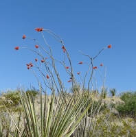 Ocotillo