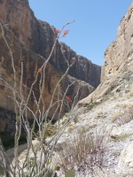 Ocotillo