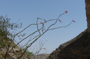 Ocotillo