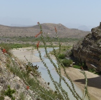 Ocotillo