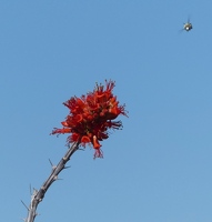 Ocotillo