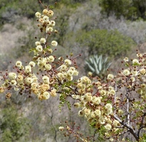 Yellow flowers