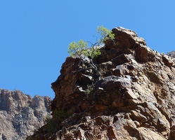 Tree on mountain