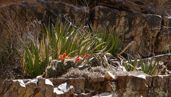 Growth in ledge of cliff