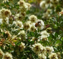 Fuzzy white flowers