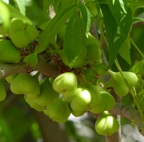 Strange green fruit