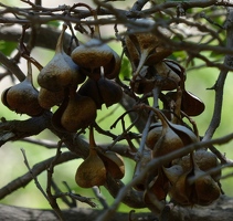 Seed pods from strange green fruit