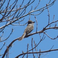 Cute bird