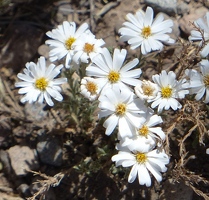 Sweet little daisies