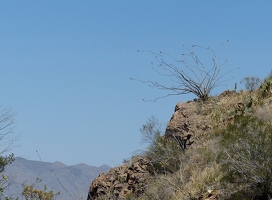 Ocotillo on ridge