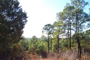 View from scenic overlook