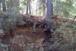 Exposed tree roots