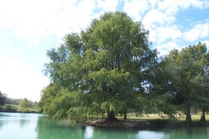 Blanco River, looking upstream