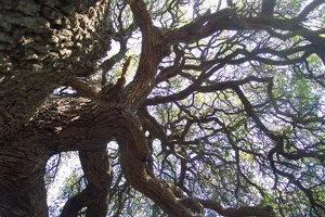 Big tree branches