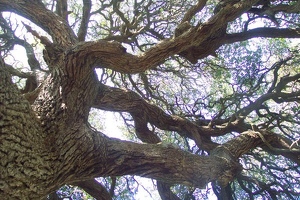 Big tree branches