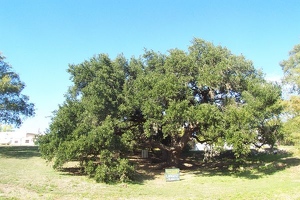 Champion live oak