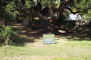 Champion live oak sign