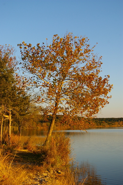 Tree at sunset