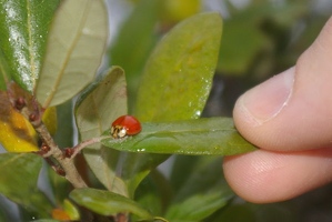 Ladybug