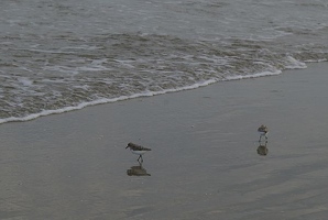 Birds on beach