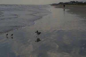 Birds on beach