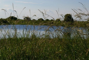 Grass by pond
