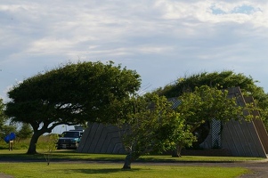 Windblown trees