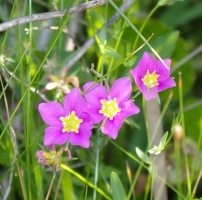 Purple and yellow flower