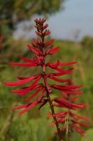 Red flower