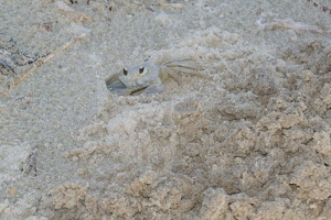 Ghost crab