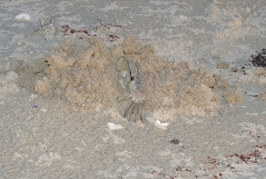 Ghost crab