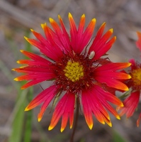 Indian blanket