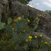 Pear cactus