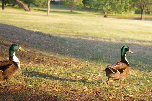 Ducks in sunny campsite