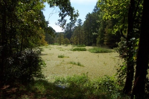 Martin Dies Jr. State Park