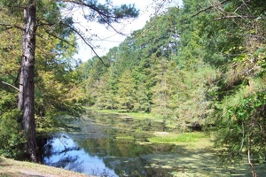 A nice stream in the park