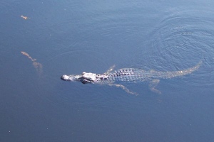 Alligator