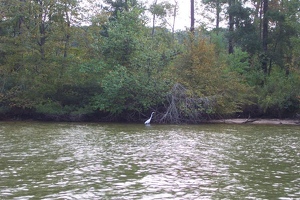 Heron in Wolf Creek