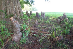 Cypress knees